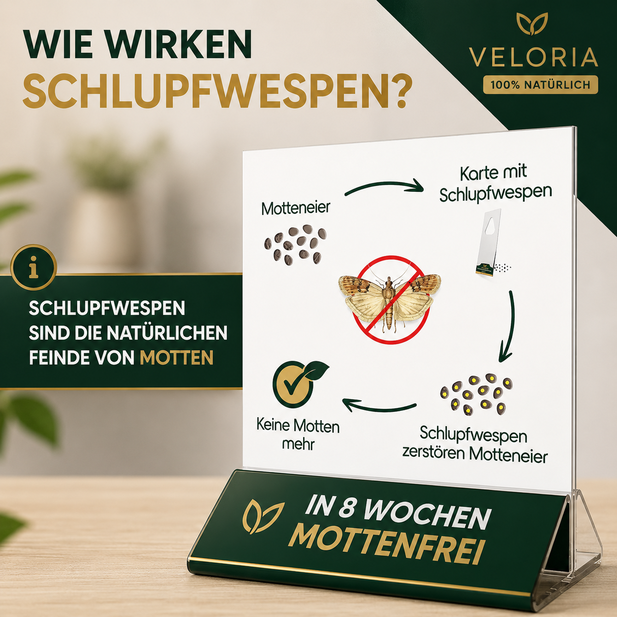 VELORIA Schlupfwespen gegen Lebensmittelmotten – Anwendung in der Vorratskammer