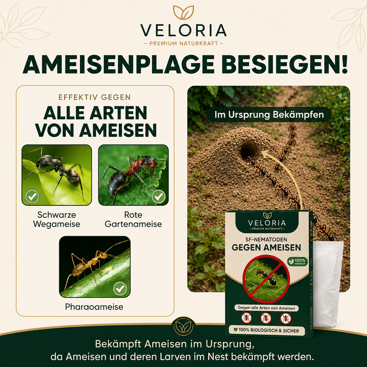 VELORIA SF-Nematoden gegen Ameisen – Anwendung