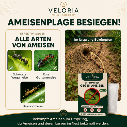 VELORIA SF-Nematoden gegen Ameisen – Anwendung